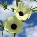 thumbnail for publication: Hibiscus cannabinus: Kenaf